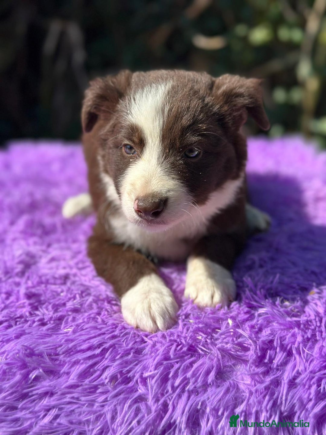 Border Collie perros en venta: Border collie chocolate - Imagen 5