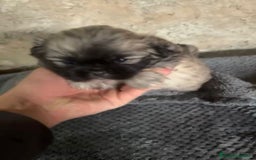 Shih Tzu perros en venta: Shih tzu - Imagen 11