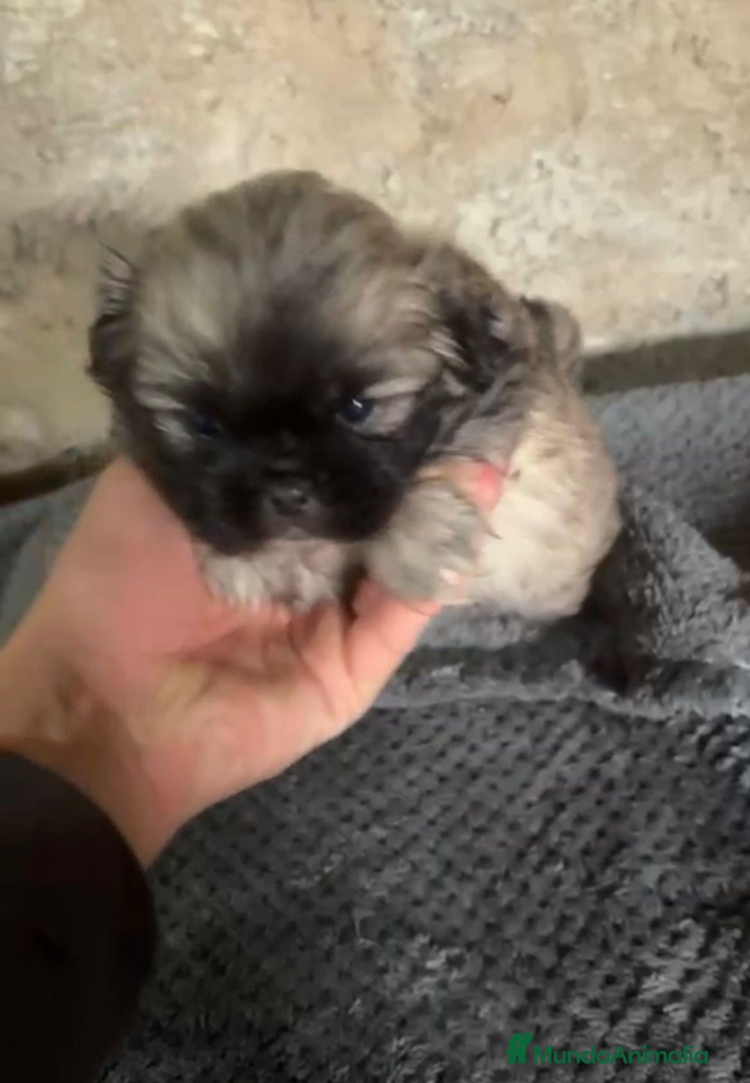 Shih Tzu perros en venta: Shih tzu - Imagen 11