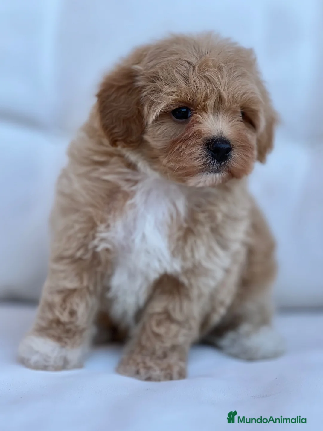 Maltipoo perros en venta: PRECIOSOS MALTIPOOS APRICOT - Anuncio 3