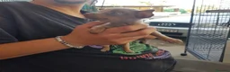 Ratón de Praga perros en venta: Cachorro de ratón de Praga  - Anuncio 7
