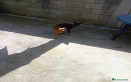 Pinscher Miniatura perros en venta: Pinscher miniatura  - Imagen 13