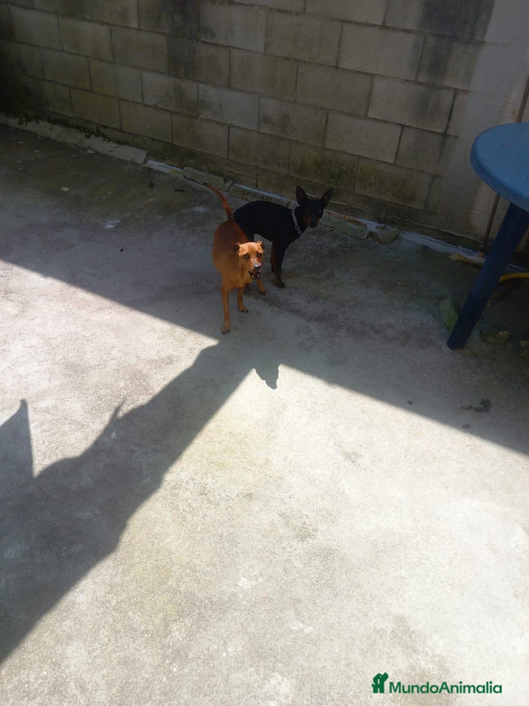 Pinscher Miniatura perros en venta: Pinscher miniatura  - Imagen 13