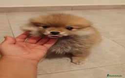 Pomerania perros en venta: Último hembra pomerania toy - Imagen 3