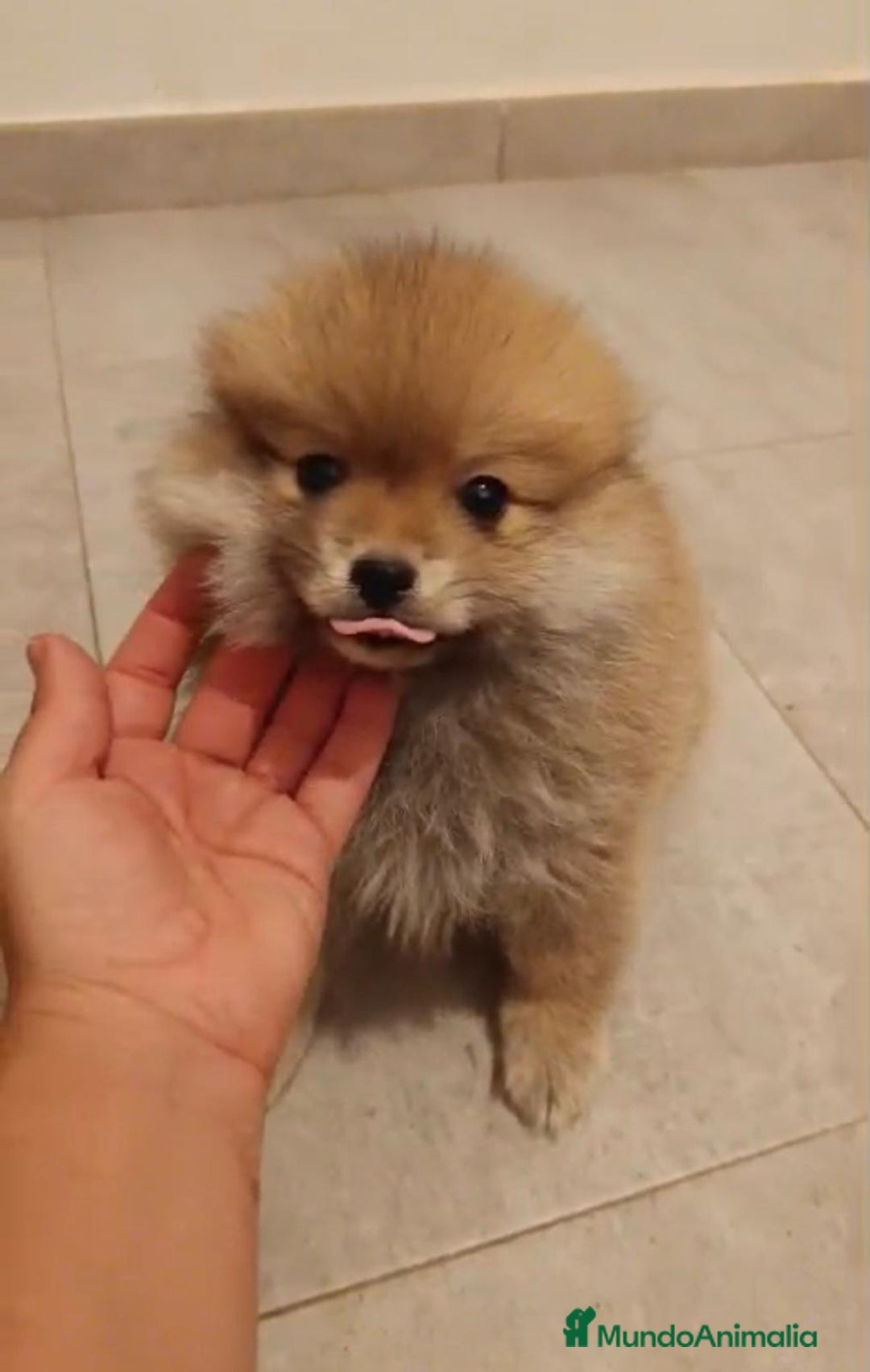 Pomerania perros en venta: Último hembra pomerania toy - Imagen 3