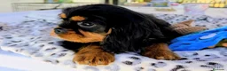Cavalier King Charles Spaniel perros en venta: Cavalier macho negro fuego - Anuncio 4