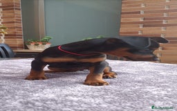 Pinscher Miniatura perros en venta: Pinscher Miniatura  - Imagen 28