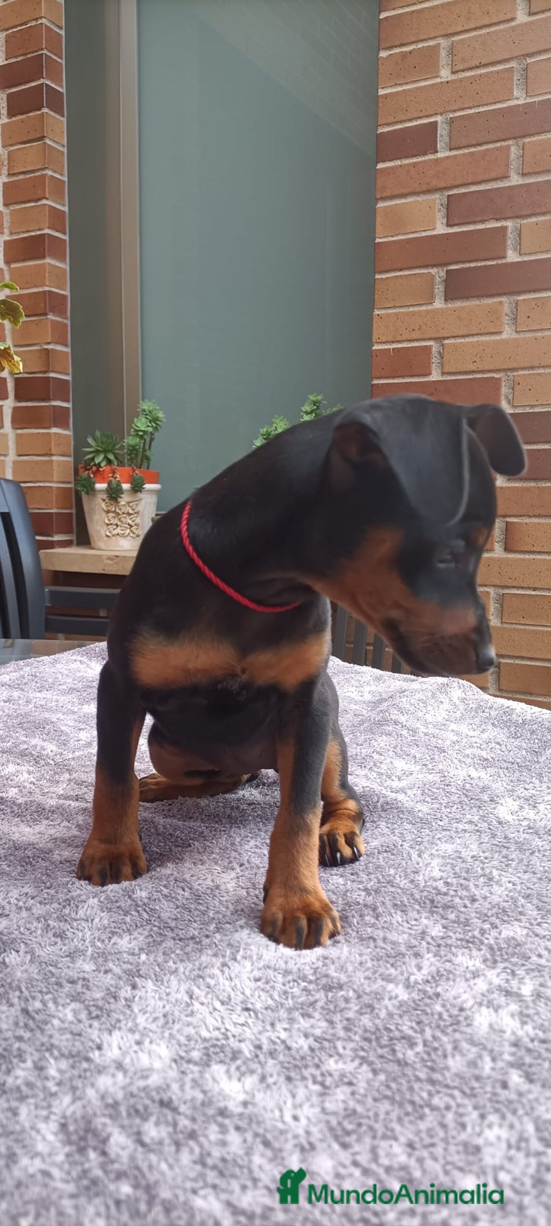 Pinscher Miniatura perros en venta: Pinscher Miniatura  - Imagen 28