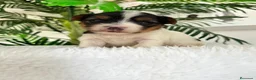 Yorkshire Terrier perros en venta: YORKSHIRE BIEWER  - Anuncio 1