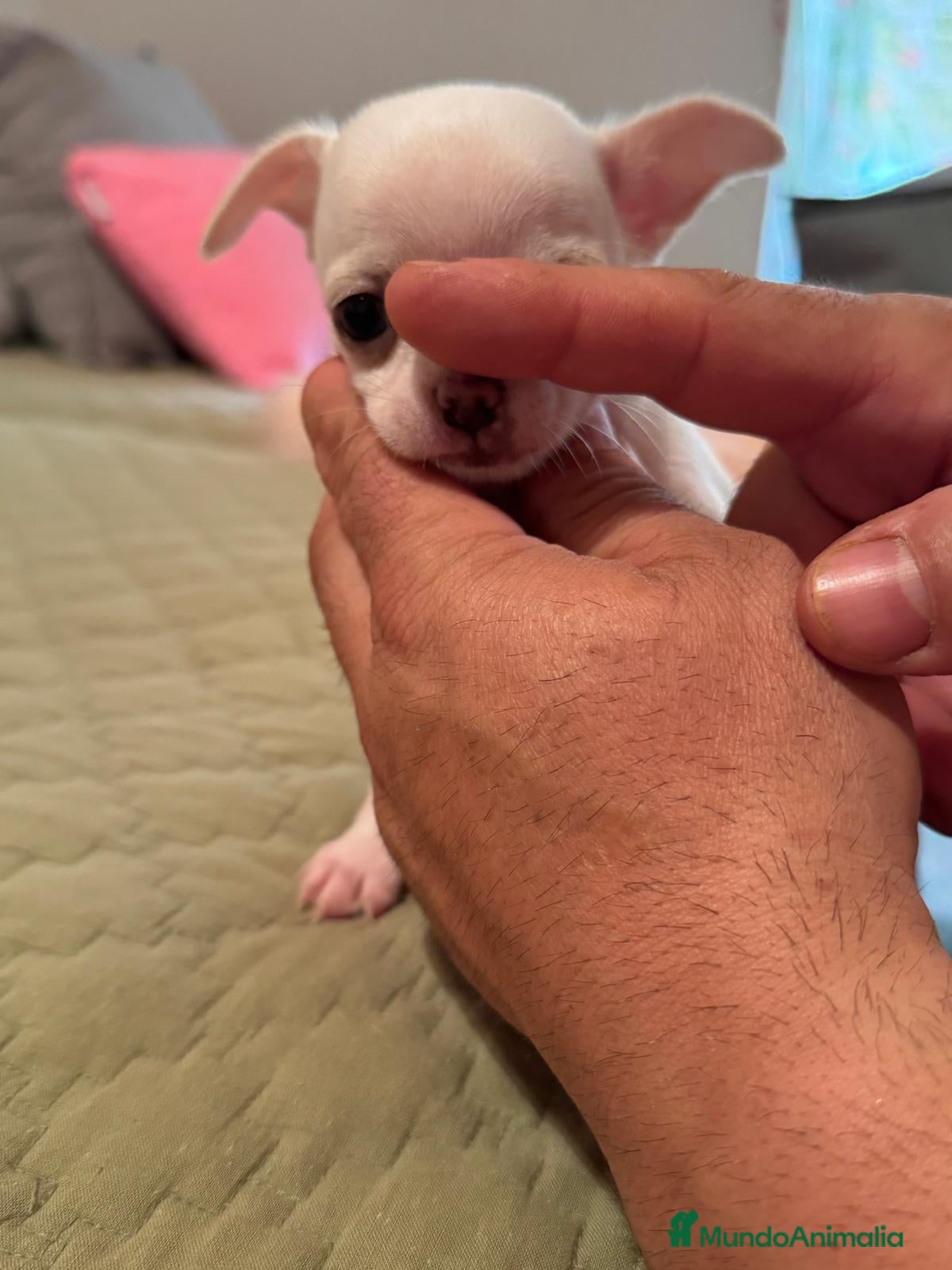 Chihuahua perros CHIHUAHUAS MINI TOYS GRAN CALIDAD  - Anuncio 2