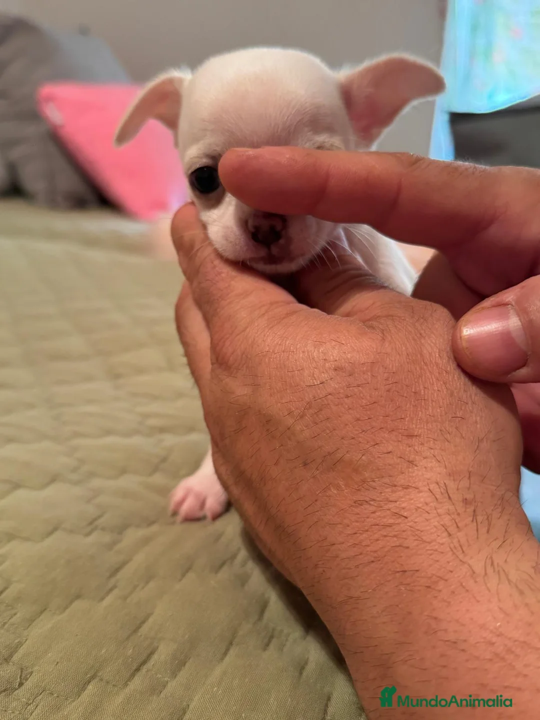 Chihuahua perros en venta: CHIHUAHUAS MINI TOYS GRAN CALIDAD  - Anuncio 2