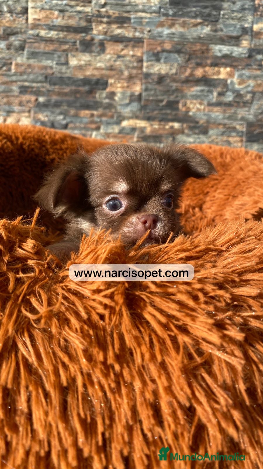 Chihuahua perros CHIHUAHUA PELO LARGO CACHORRO - Anuncio 2