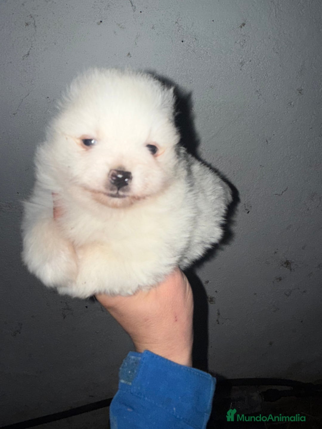 Pomerania perros en venta: Pomerania - Anuncio 2