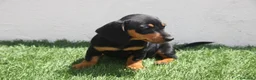 Teckel Miniatura perros en venta: Teckel Miniatura  - Anuncio 20