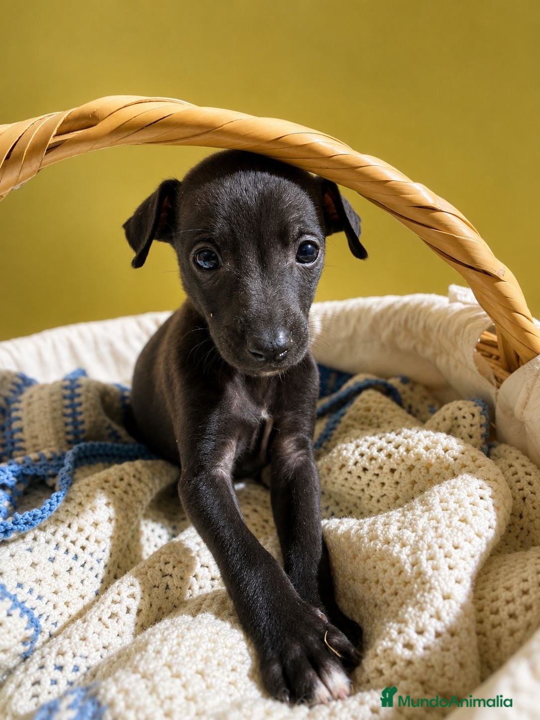 Whippet perros CAHORRITAS DE WHIPPET - Anuncio 2