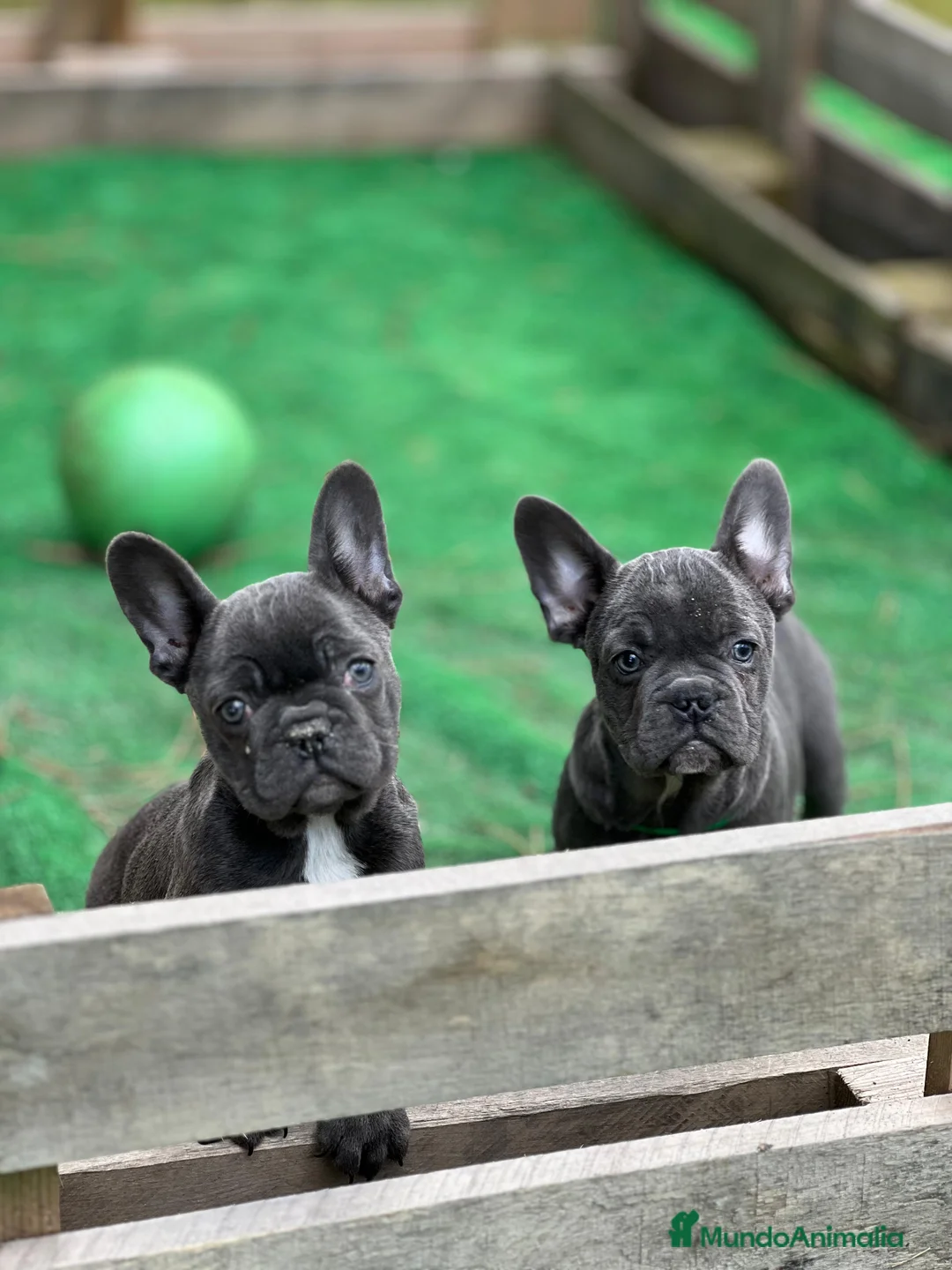 Bulldog Francés perros en venta: Bulldog francés  - Anuncio 2