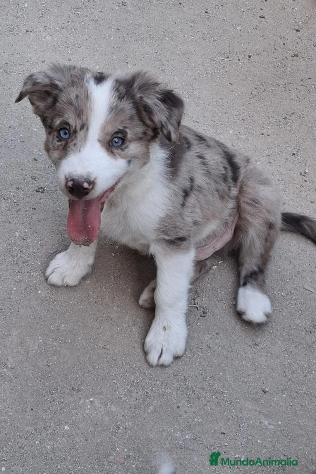Border Collie perros en venta: Cachorros de border collie - Anuncio 1