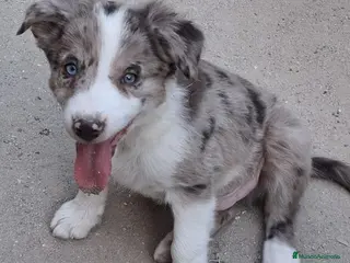 Border Collie perros Cachorros de border collie - Anuncio 1