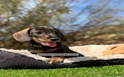 Teckel Miniatura perros en venta: CAMADA DE TECKEL PELO DURO - Imagen 1