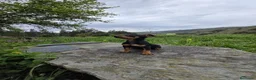 Pinscher Miniatura perros en venta: Precioso machito mini pincher - Anuncio 5