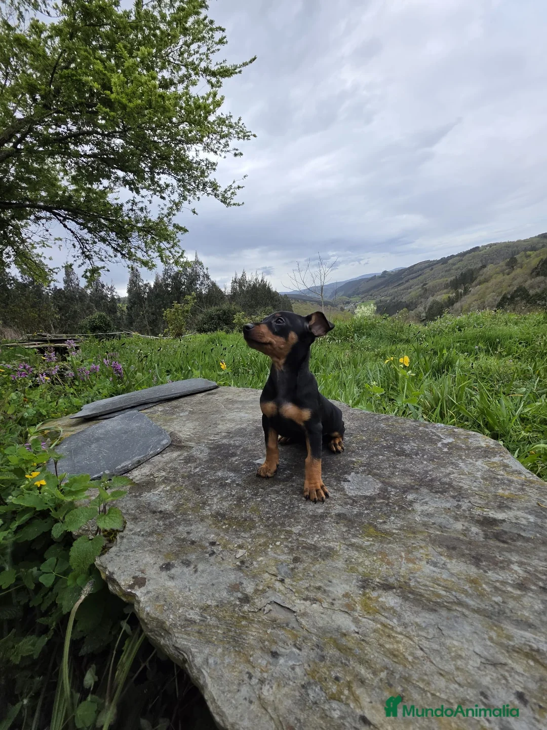 Pinscher Miniatura perros en venta: Precioso machito mini pincher - Anuncio 5