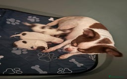 Chihuahua perros en venta: Chihuahua linea rusa - Imagen 3