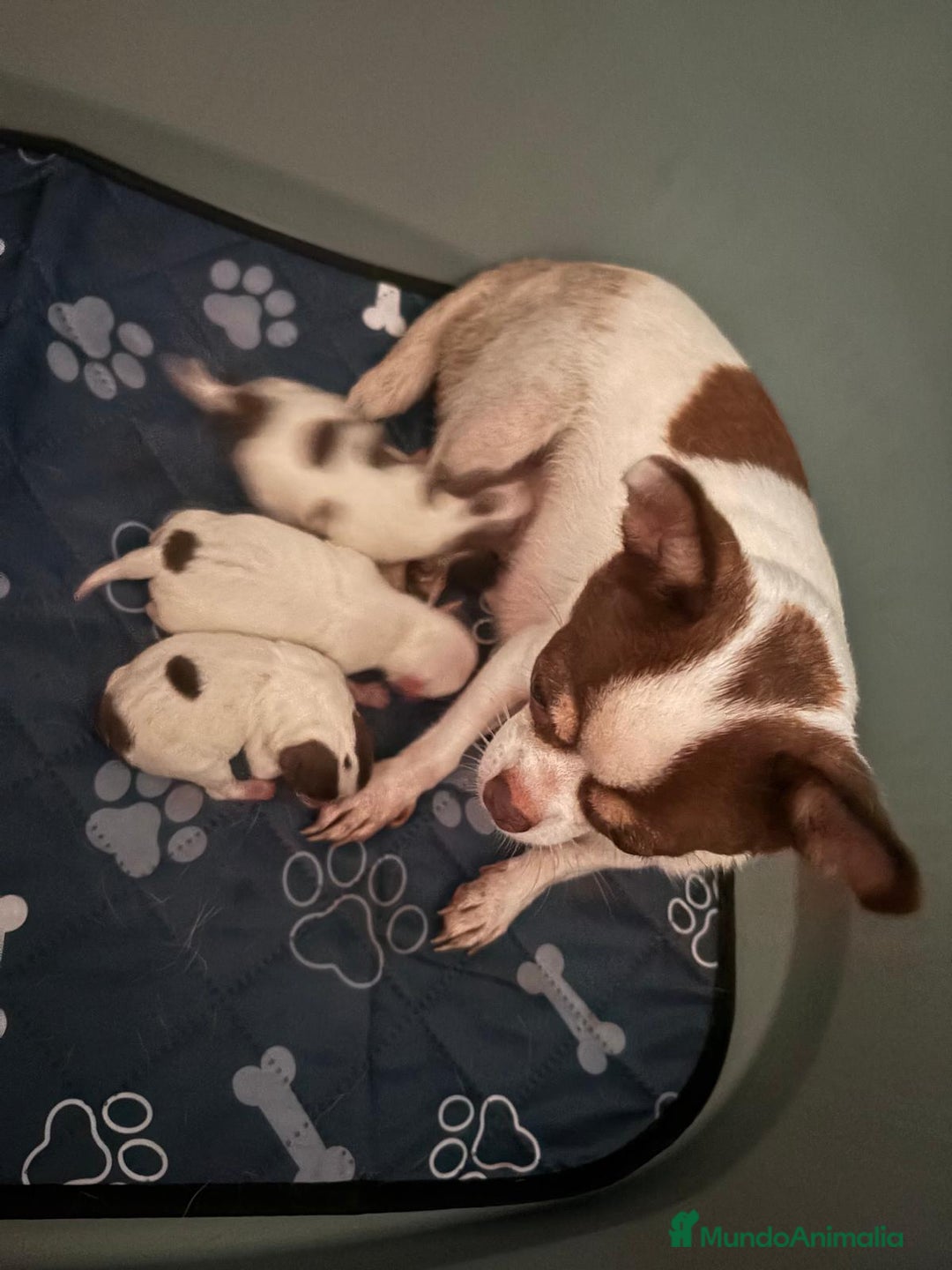 Chihuahua perros en venta: Chihuahua linea rusa - Imagen 3