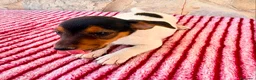 Jack Russell Terrier perros en venta: Jack Russell terrier  - Anuncio 9