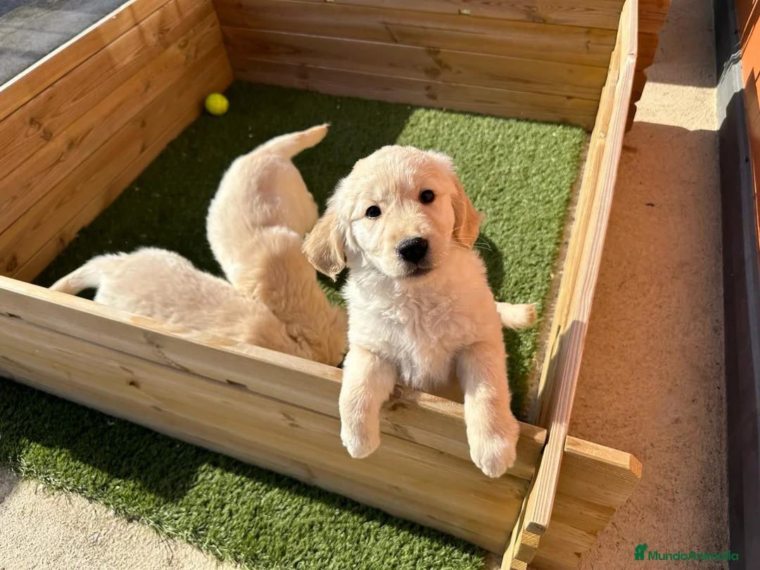 Golden Retriever perros en venta: GOLDEN RETRIEVER en Barcelona - Anuncio 3