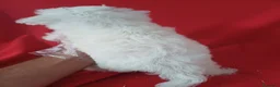 Bichón Maltés perros en venta: Bichon Maltés Americano  - Anuncio 4