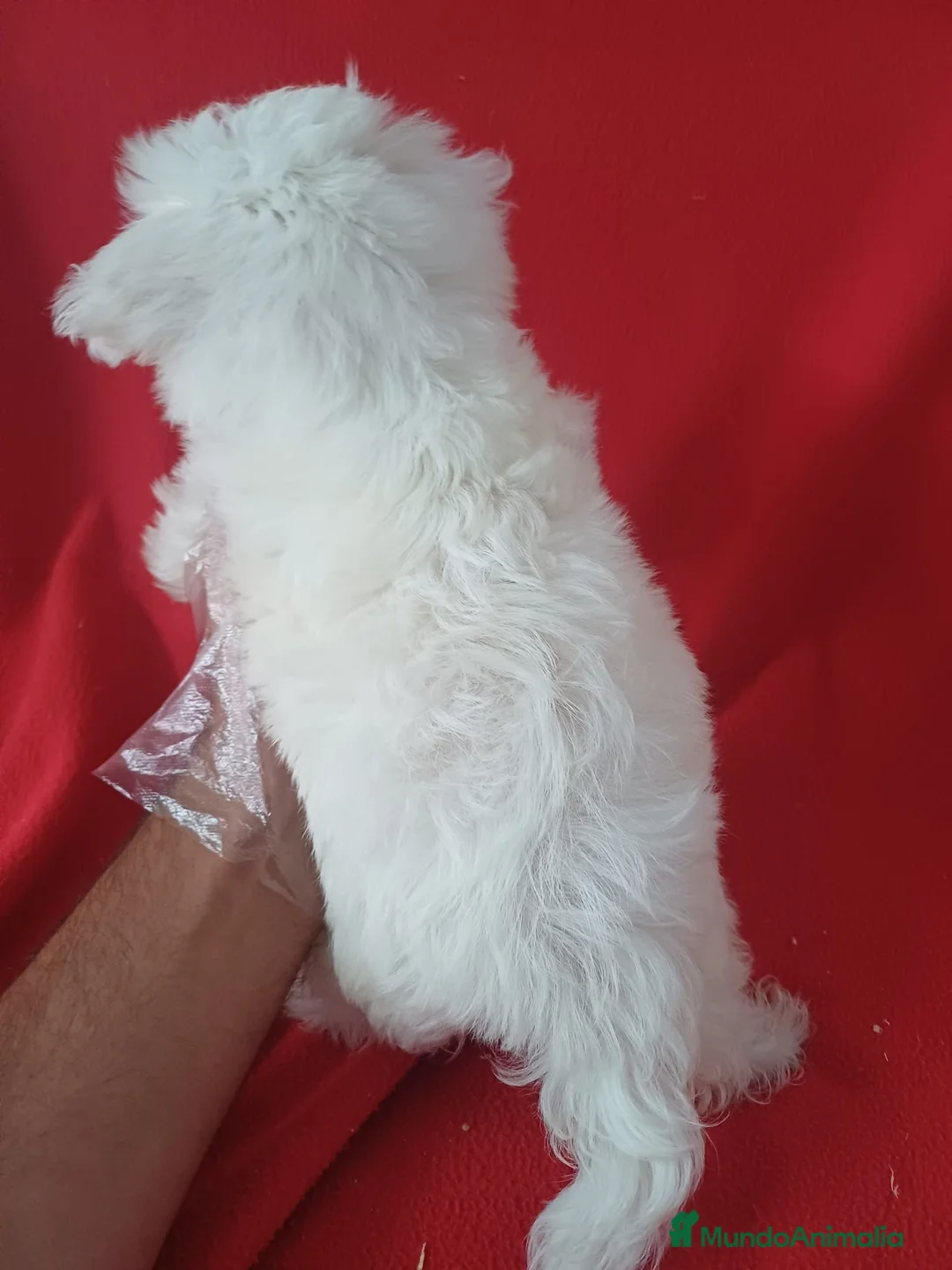 Bichón Maltés perros en venta: Bichon Maltés Americano  - Anuncio 4