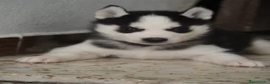 Husky Siberiano Cachorro 1