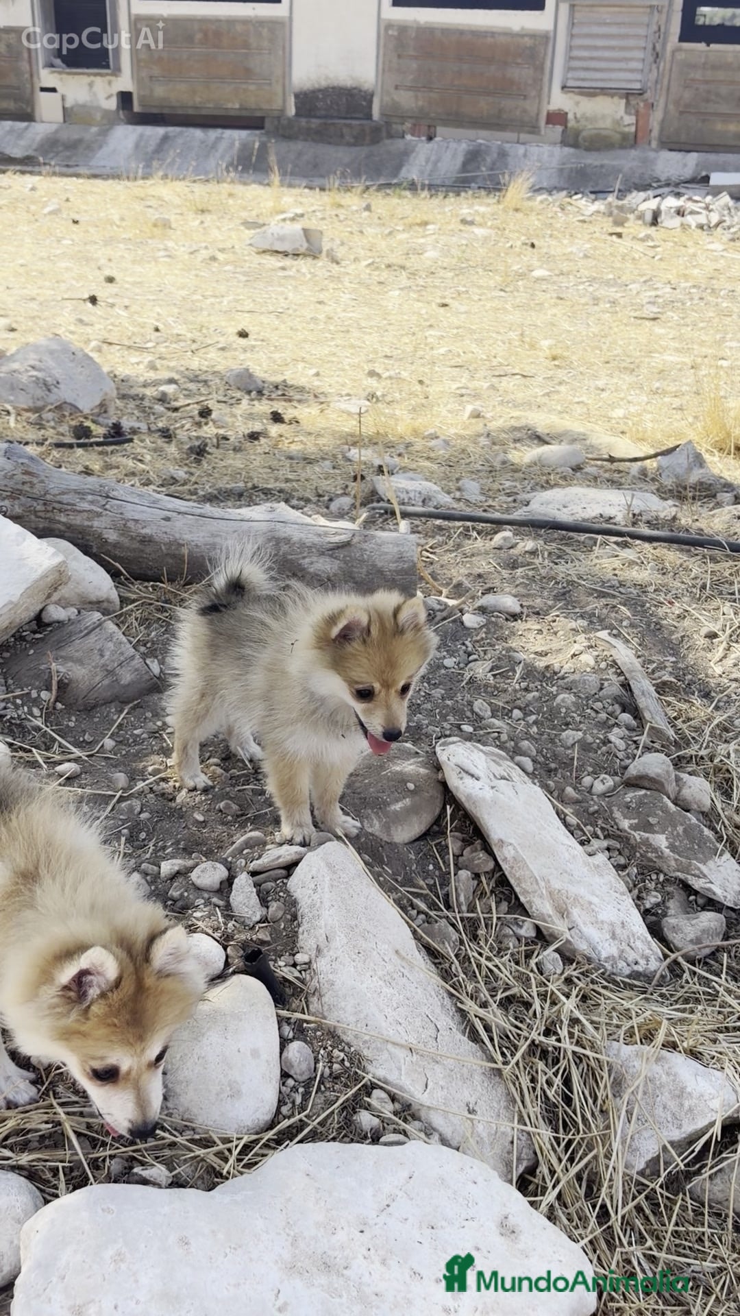Pomerania perros Pomerania  - Anuncio 2