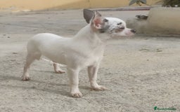 Chihuahua perros en venta: Chihuhuas - Imagen 1