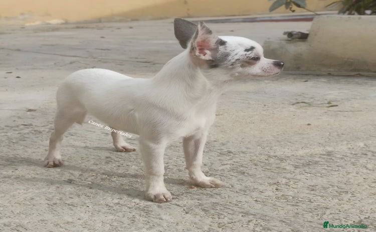 Chihuahua perros - Anuncio 3