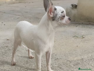 Chihuahua perros - Anuncio 1