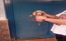 Teckel Miniatura perros en venta: ‼️hembritas de teckel kaninchen  - Imagen 3
