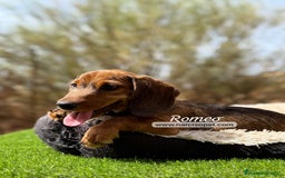 Teckel Miniatura perros en venta: TECKEL PELO DURO HEMBRA - Imagen 5