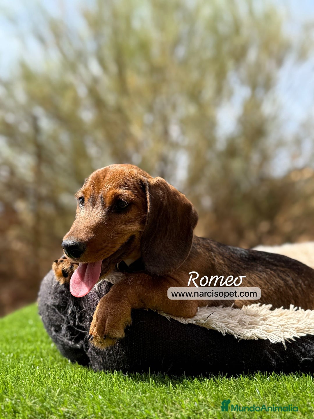 Teckel Miniatura perros en venta: TECKEL PELO DURO HEMBRA - Imagen 5