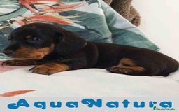 Teckel Miniatura perros en venta: Teckel Macho de Tria y Tilo1760 AQUANATURA - Imagen 5
