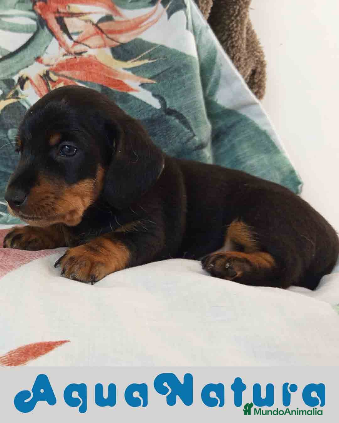 Teckel Miniatura perros en venta: Teckel Macho de Tria y Tilo1760 AQUANATURA - Imagen 5