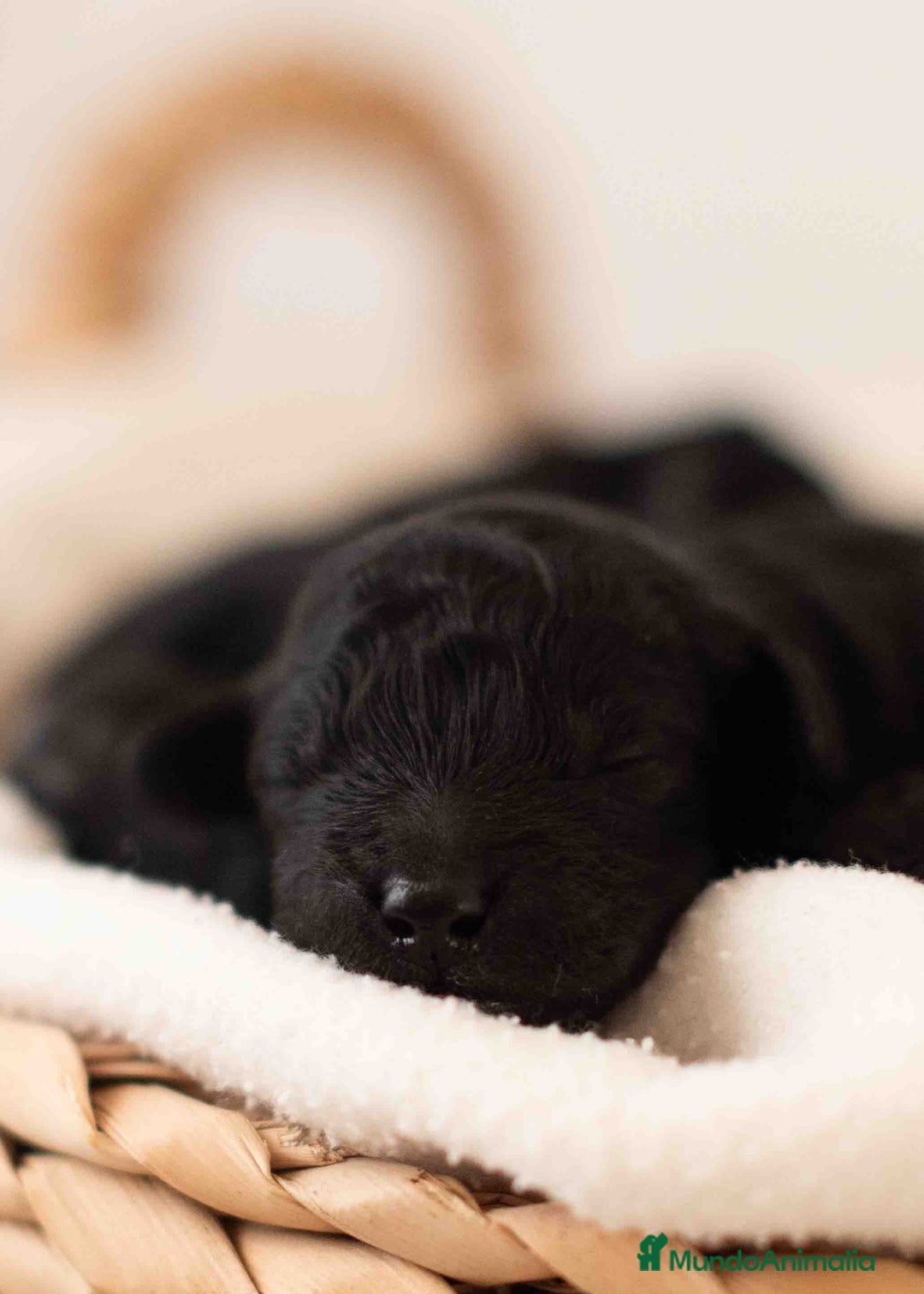 Caniche Toy perros en venta: Caniche toy negro - Anuncio 5