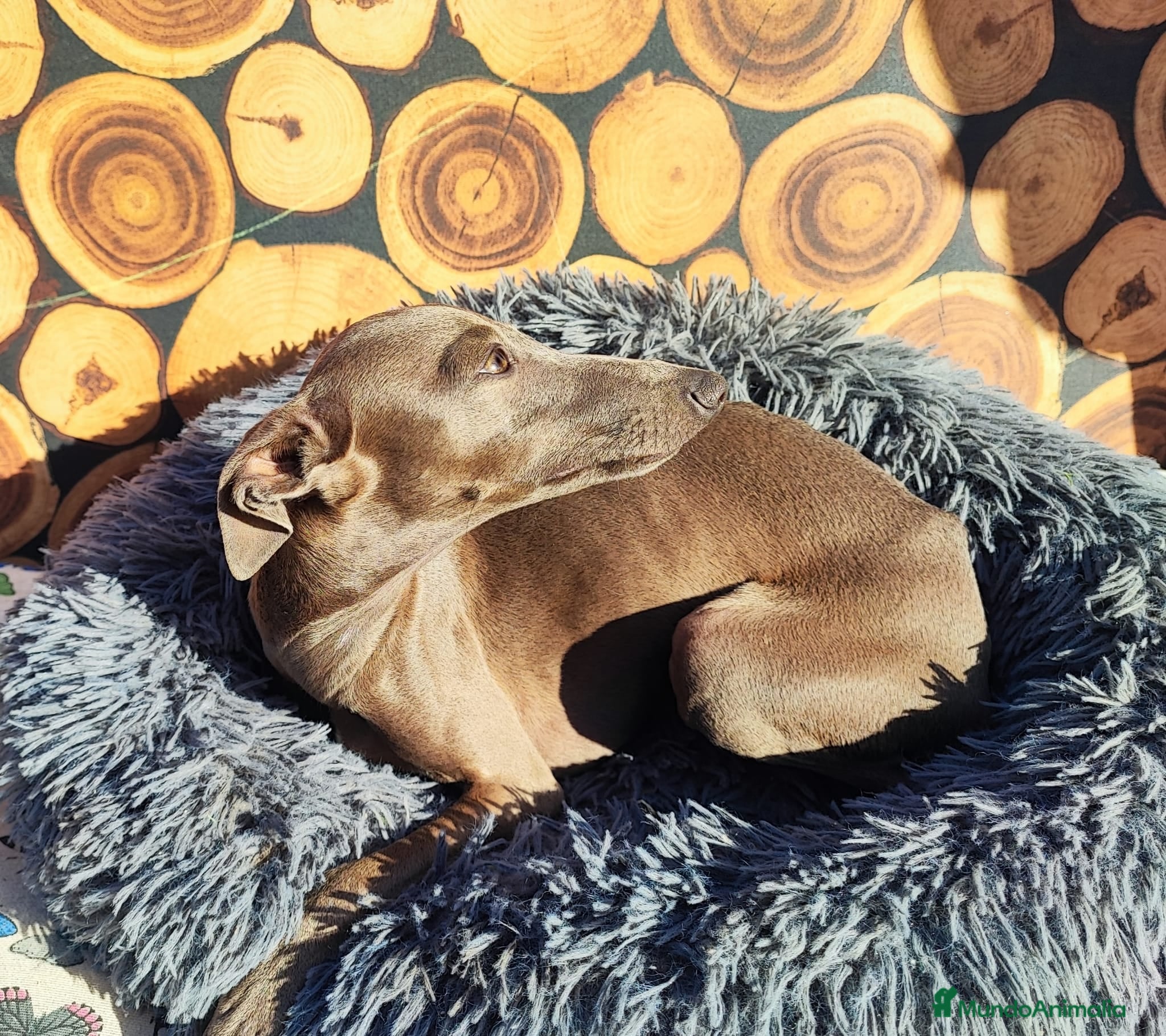 Pequeño Lebrel Italiano perros GALGO ITALIANO MONTAS (UNO CREMA Y OTRO GRIS)) - Anuncio 2