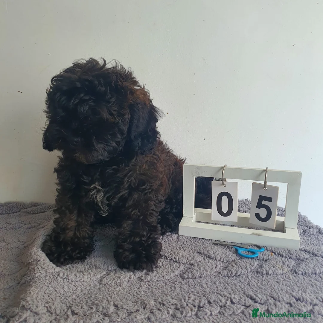 Maltipoo perros en venta: Maltipoo mini - Anuncio 2