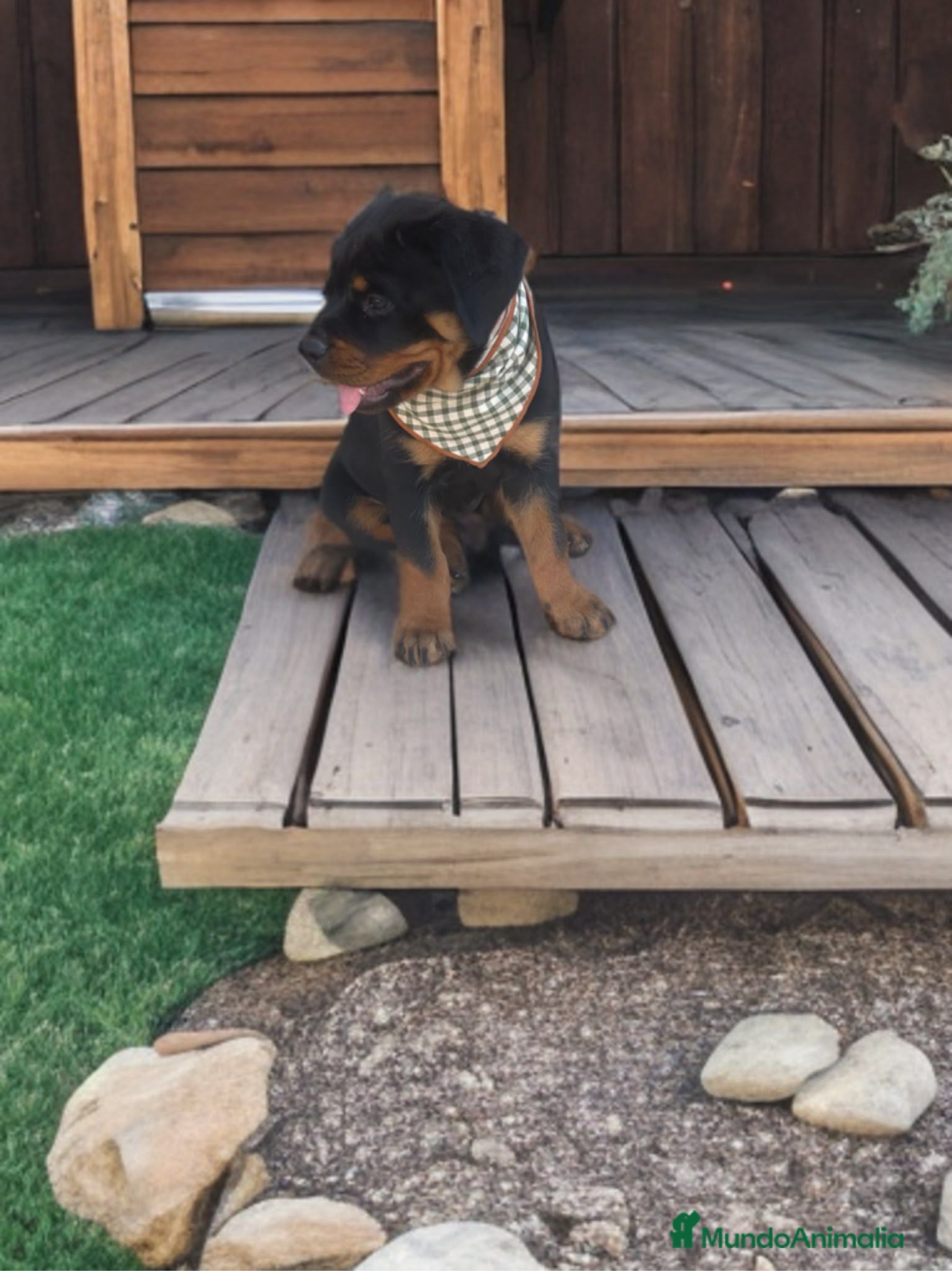 Rottweiler perros PRECIOSOS CACHORROS DE ROTTWEILER - Anuncio 3