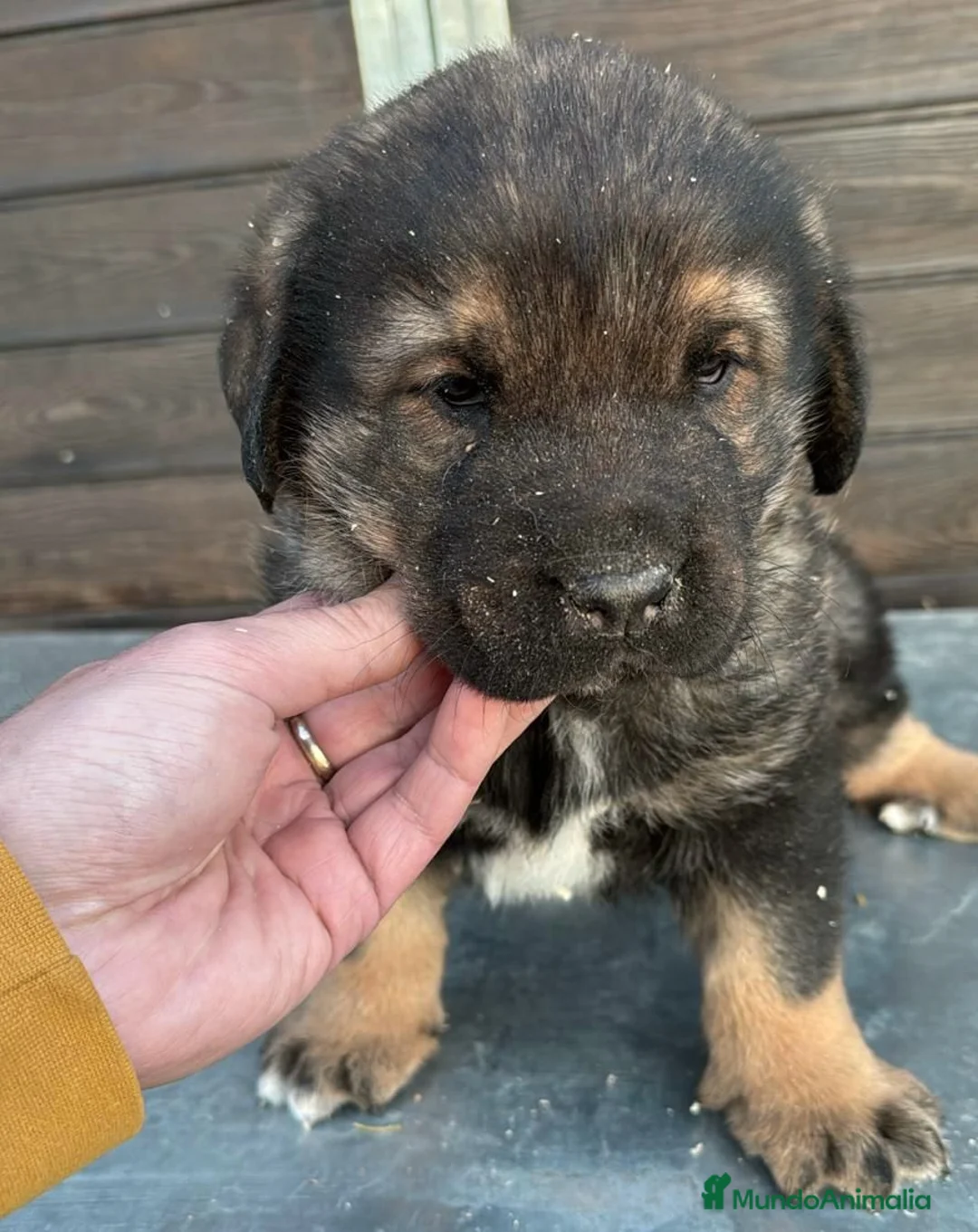 Mastín Español perros en venta: MASTÍN ESPAÑOL MACHO DISPONIBLE en Barcelona - Anuncio 3