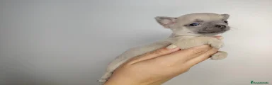 Chihuahua 1