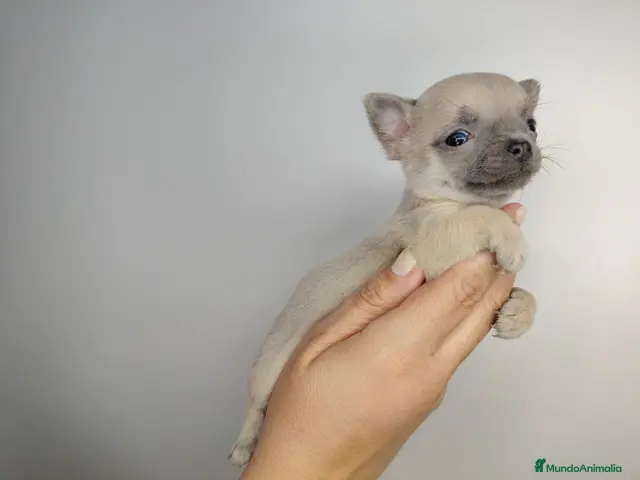 Chihuahua perros en venta: Chihuahua - Anuncio 1
