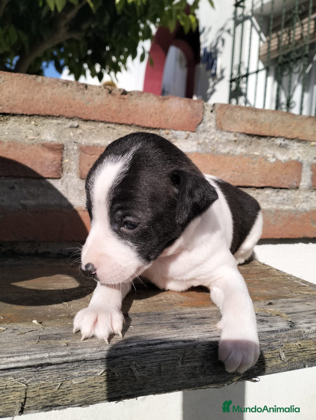 Whippet perros en venta: Whippet tamaño pqño - Anuncio 6