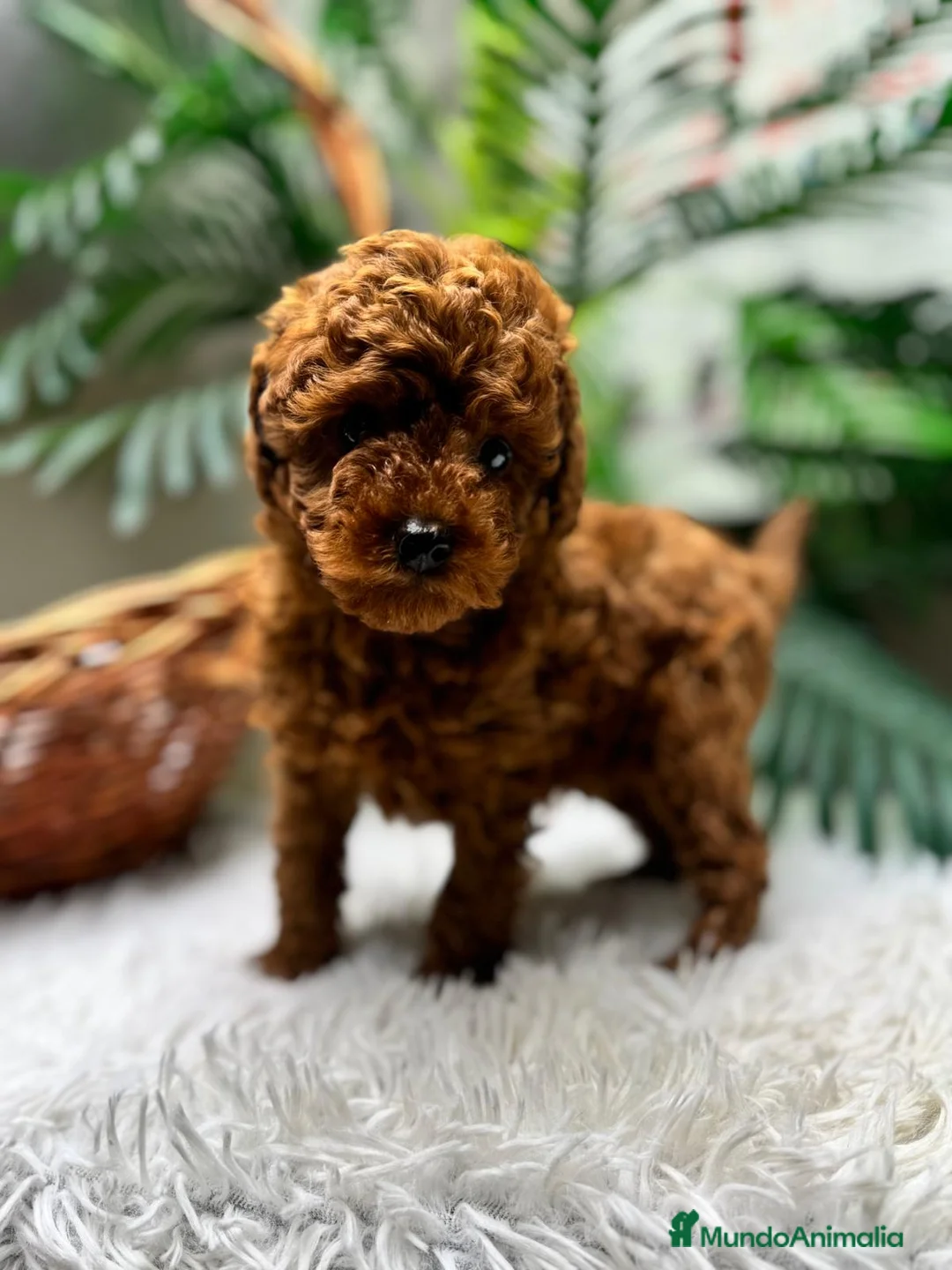 Caniche Toy perros en venta: CANICHE TOY-CACHORRO LISTO PARA ENTREGAR - Anuncio 14